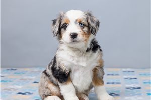 Florence - puppy for sale