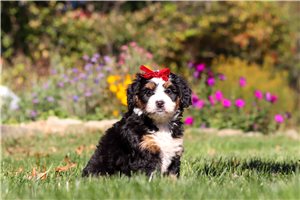 Bonnie - puppy for sale