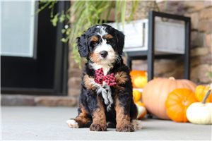 Azul - Bernedoodle, Mini for sale