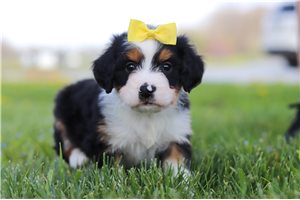 Jessica - puppy for sale