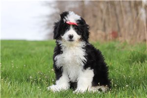 Gidget - Bernedoodle, Mini for sale