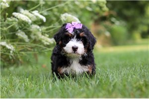 Teagan - puppy for sale