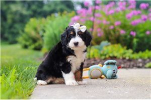 Starla - Bernedoodle, Mini for sale