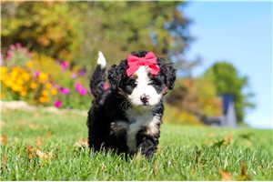 Barbie - puppy for sale