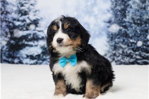 Emmanuel - puppy for sale