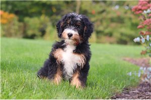 Walker - Bernedoodle, Mini, placed in Tuscarawas Co
