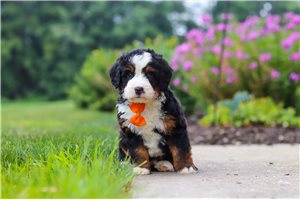Sprout - puppy for sale
