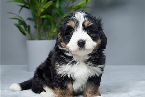 Jocelyn - puppy for sale