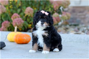 Cleo - puppy for sale