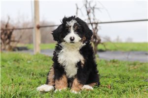 Gabriel - Bernedoodle, Mini for sale