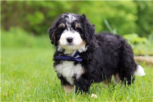 Lincoln - puppy for sale