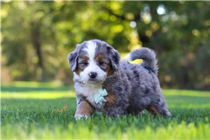 Blaine - Mini Bernedoodle for sale