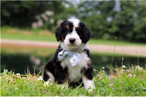Tyson - puppy for sale