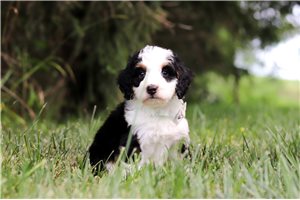 Theo - puppy for sale