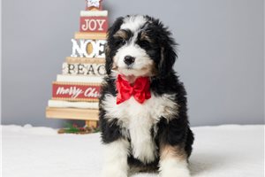 Edgar - puppy for sale