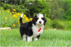 Theo - Bernedoodle, Mini for sale