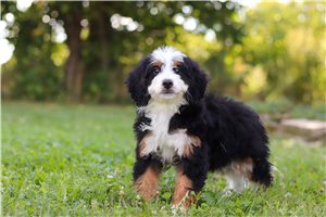 Monika - Bernedoodle, Mini, placed in Tuscarawas Co