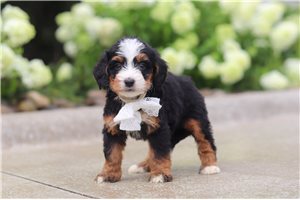 Muriel - Bernedoodle, Mini for sale