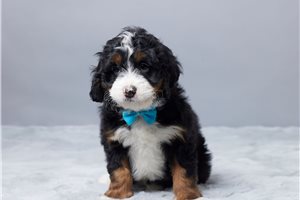 Draco - Bernedoodle, Mini for sale