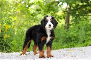 Kuma - Bernedoodle, Mini for sale