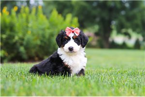 Sprinkles - puppy for sale