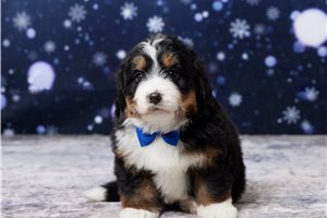 Cameron - Bernedoodle, Mini for sale
