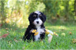 Warner - puppy for sale