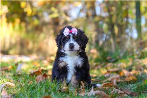 Carina - puppy for sale