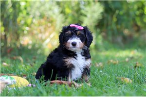 Wednesday - puppy for sale