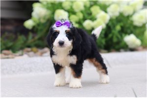 Melanie - puppy for sale