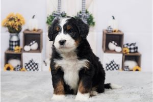 Rayden - Bernedoodle, Mini for sale