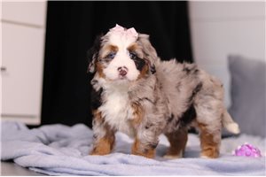 Galaxy - puppy for sale
