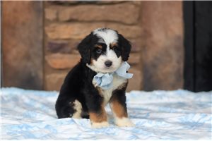 Matches - puppy for sale