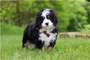 Lawrence - Bernedoodle, Mini for sale