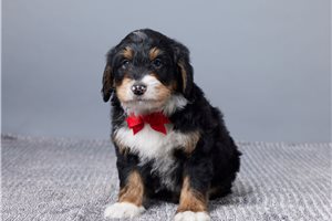 Beethoven - Bernedoodle, Mini for sale