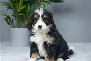 Jessie - puppy for sale