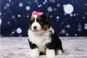 Claire - Bernedoodle, Mini for sale