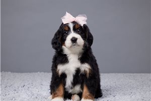 Florence - Bernedoodle, Mini for sale