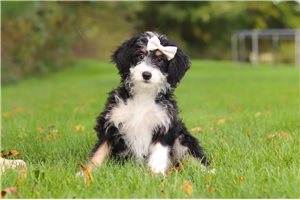Wren - Mini Bernedoodle for sale