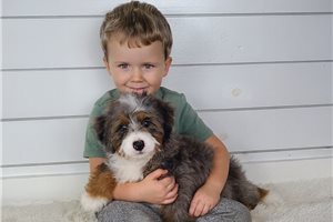 Diana - puppy for sale