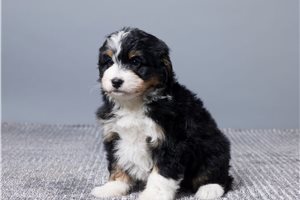 Beth - puppy for sale