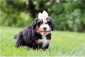 Tilly - puppy for sale