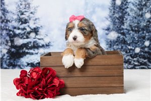 Daphne - Bernedoodle, Mini for sale