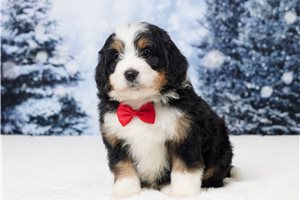 Edward - puppy for sale