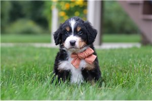Zeke - Bernedoodle, Mini for sale