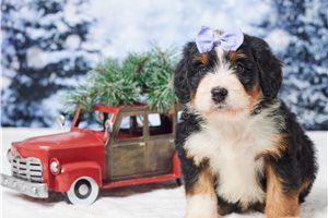 Niamh - Bernedoodle, Mini for sale