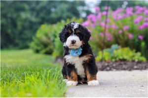 Shawty - puppy for sale
