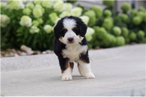 Molly - puppy for sale