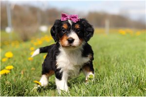 Julian - Mini Bernedoodle for sale