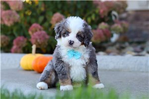 Christian - puppy for sale